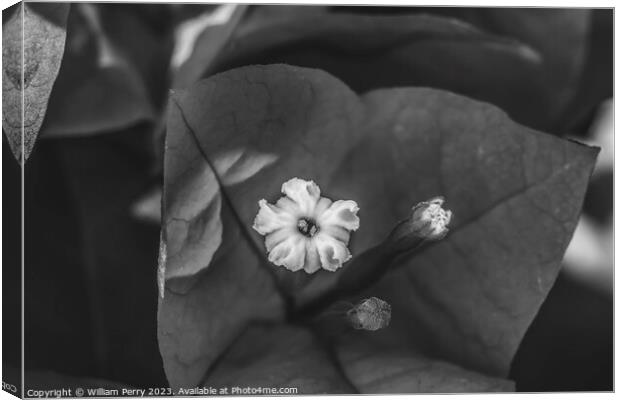 Black White Bougainvillea Flower Stamen Close  Canvas Print by William Perry