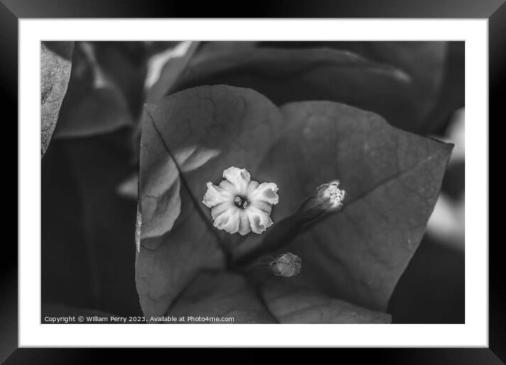 Black White Bougainvillea Flower Stamen Close  Framed Mounted Print by William Perry