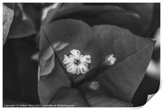 Black White Bougainvillea Flower Stamen Close  Print by William Perry