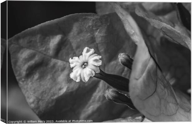Black and White Bougainvillea Flower Stamen Close  Canvas Print by William Perry