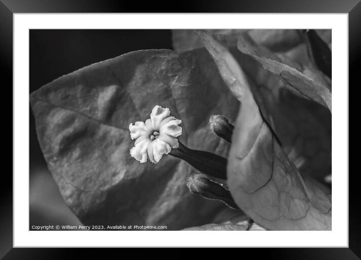 Black and White Bougainvillea Flower Stamen Close  Framed Mounted Print by William Perry