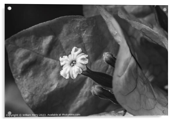 Black and White Bougainvillea Flower Stamen Close  Acrylic by William Perry