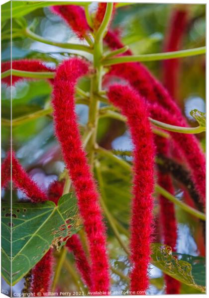 Red Hot Cat Tail Phillipine Medusa Chenille Plant Flowers Canvas Print by William Perry