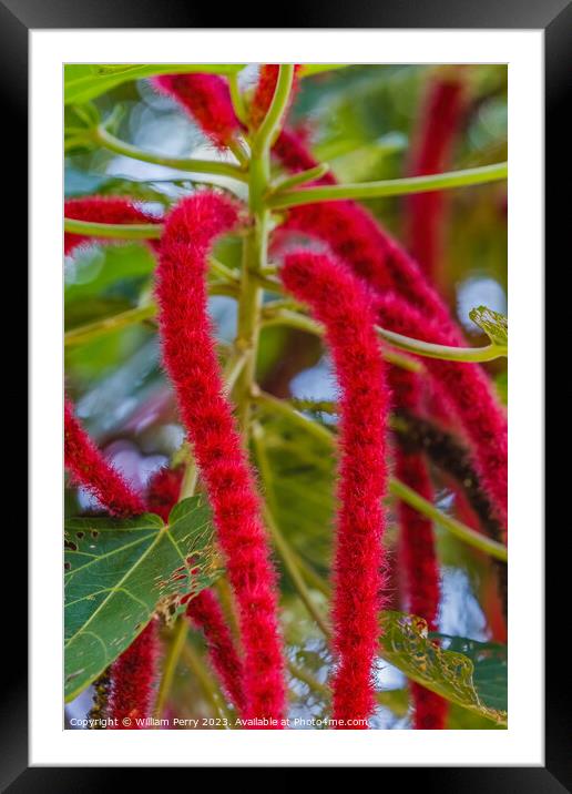 Red Hot Cat Tail Phillipine Medusa Chenille Plant Flowers Framed Mounted Print by William Perry