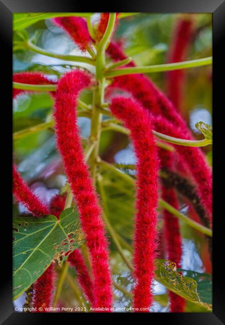Red Hot Cat Tail Phillipine Medusa Chenille Plant Flowers Framed Print by William Perry