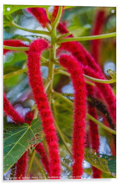 Red Hot Cat Tail Phillipine Medusa Chenille Plant Flowers Acrylic by William Perry