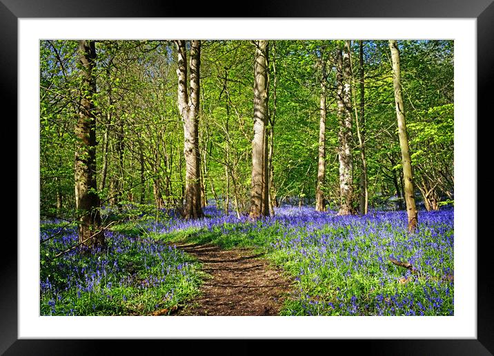 Woolley Wood Bluebells  Framed Mounted Print by Darren Galpin