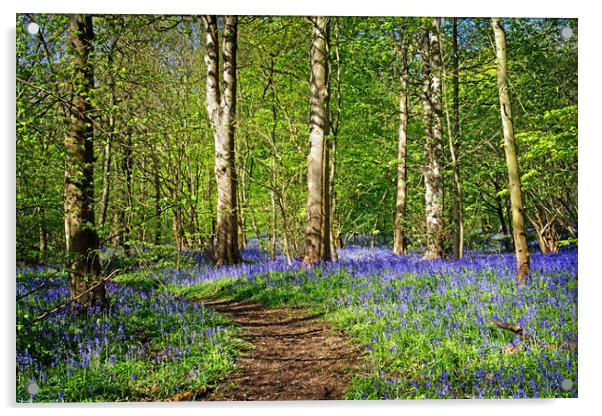 Woolley Wood Bluebells  Acrylic by Darren Galpin