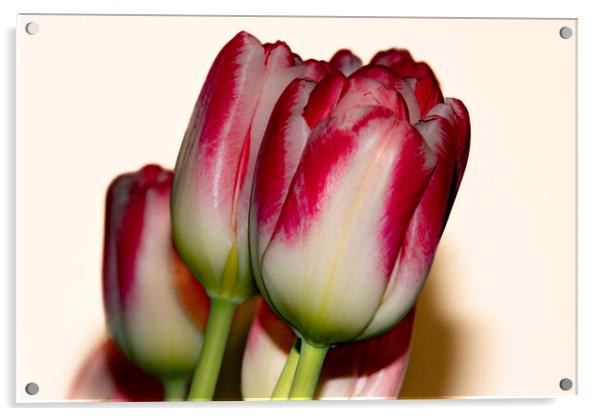 Tulips 02 Acrylic by Glen Allen