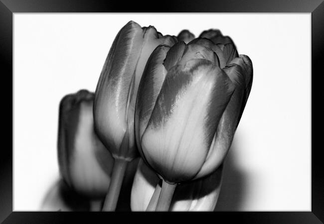 Tulips Mono Framed Print by Glen Allen