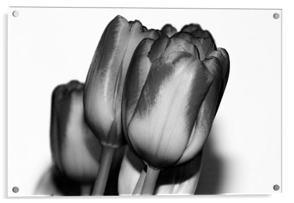 Tulips Mono Acrylic by Glen Allen