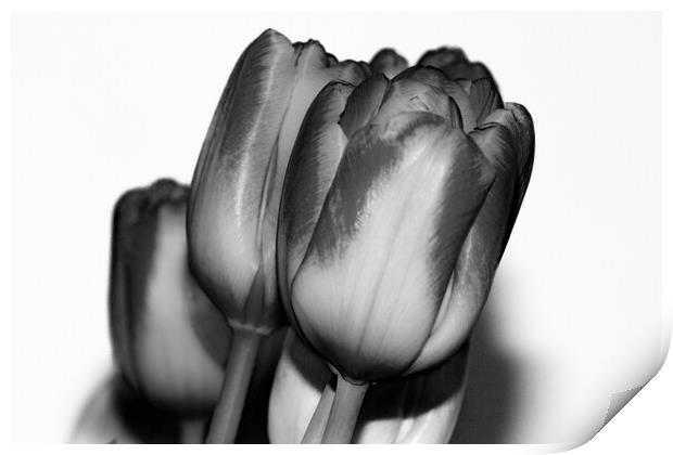 Tulips Mono Print by Glen Allen