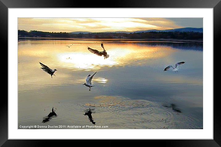 Feeding seagulls Framed Mounted Print by Donna Duclos