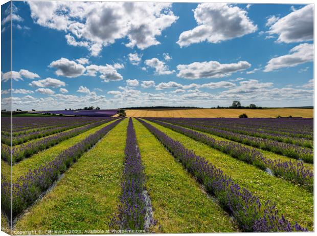Cotswold Lavender Canvas Print by Cliff Kinch