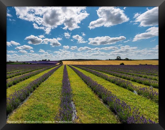 Cotswold Lavender Framed Print by Cliff Kinch