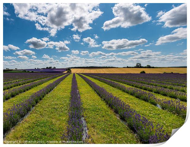 Cotswold Lavender Print by Cliff Kinch