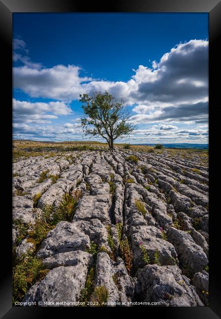 Malham Lone Tree Framed Print by Mark Hetherington