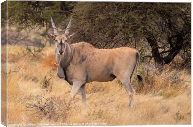 Common Eland bull Canvas Print by Adrian Turnbull-Kemp