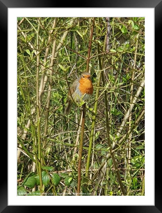 A Robin sitting on a branch Framed Mounted Print by Bob Hall
