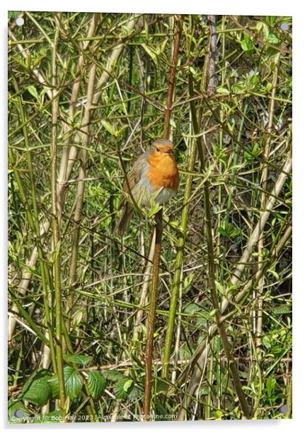 A Robin sitting on a branch Acrylic by Bob Hall
