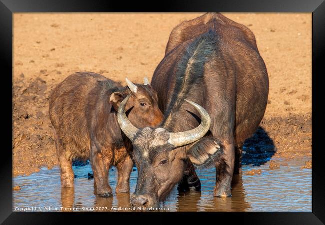 African Savanna Buffalo cow and calf Framed Print by Adrian Turnbull-Kemp