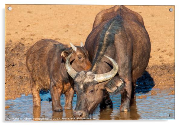 African Savanna Buffalo cow and calf Acrylic by Adrian Turnbull-Kemp