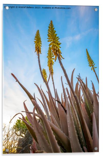 Vertical low angle field shot of yellow Aloe Vera flowers in spring Acrylic by Kristof Bellens
