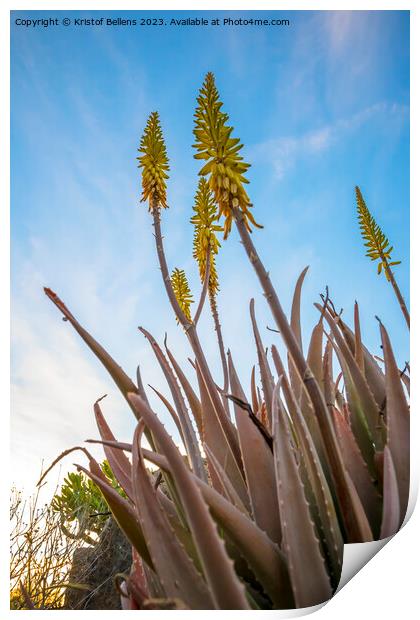Vertical low angle field shot of yellow Aloe Vera flowers in spring Print by Kristof Bellens