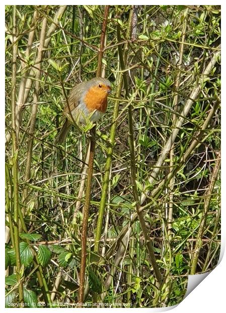 A Robin bird sitting on a branch Print by Bob Hall