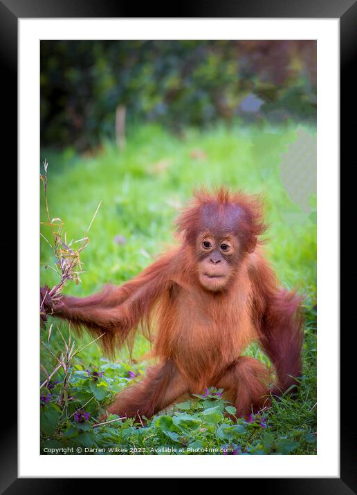 Confident Orangutan Baby Explores World Framed Mounted Print by Darren Wilkes