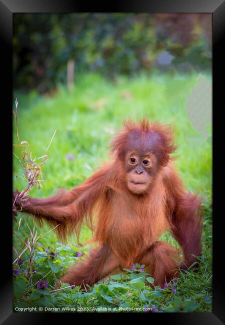 Confident Orangutan Baby Explores World Framed Print by Darren Wilkes