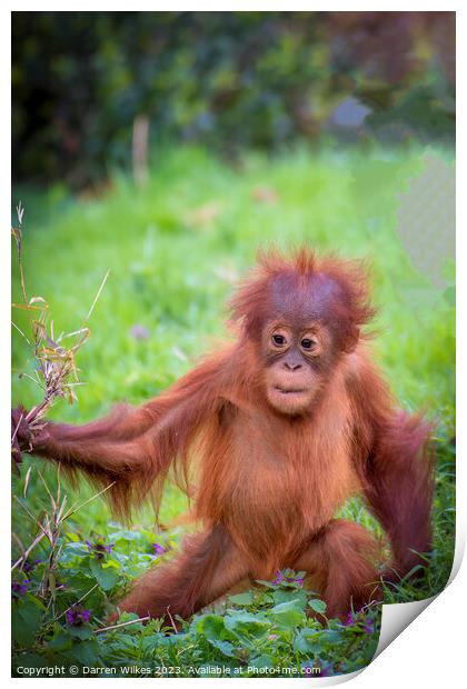 Confident Orangutan Baby Explores World Print by Darren Wilkes