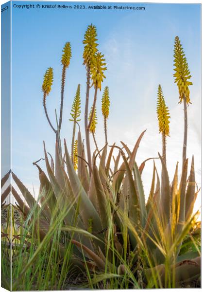 Vertical low angle field shot of yellow Aloe Vera flowers in spring Canvas Print by Kristof Bellens