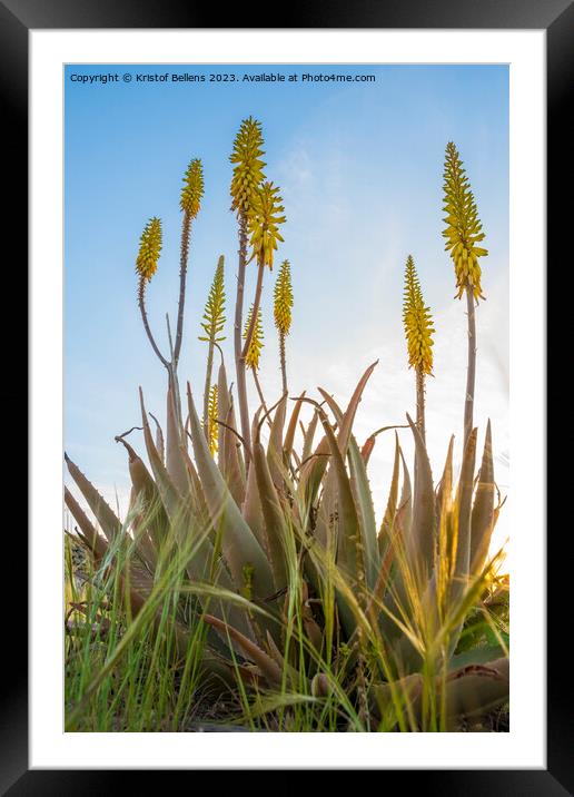 Vertical low angle field shot of yellow Aloe Vera flowers in spring Framed Mounted Print by Kristof Bellens