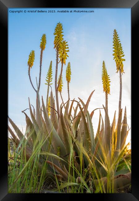 Vertical low angle field shot of yellow Aloe Vera flowers in spring Framed Print by Kristof Bellens