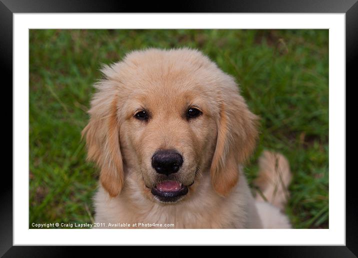 Puppy Golden retriever Framed Mounted Print by Craig Lapsley