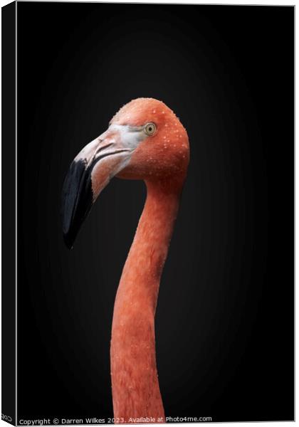 Chilean  pink Flamingo Portrait  Canvas Print by Darren Wilkes
