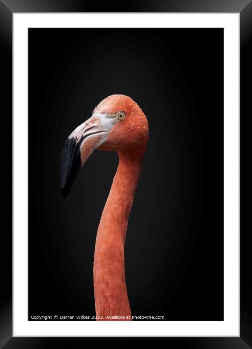 Chilean  pink Flamingo Portrait  Framed Mounted Print by Darren Wilkes