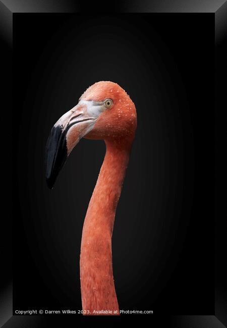 Chilean  pink Flamingo Portrait  Framed Print by Darren Wilkes