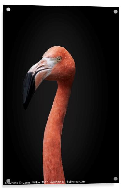 Chilean  pink Flamingo Portrait  Acrylic by Darren Wilkes