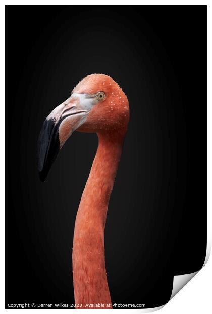 Chilean  pink Flamingo Portrait  Print by Darren Wilkes