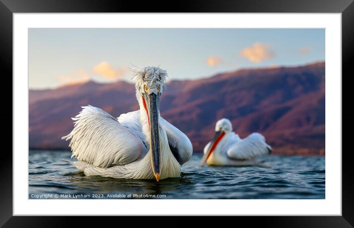 Dalmatian Pelicans in Lake Kerkini, Greece Framed Mounted Print by Mark Lynham