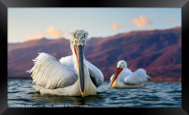 Dalmatian Pelicans in Lake Kerkini, Greece Framed Print by Mark Lynham