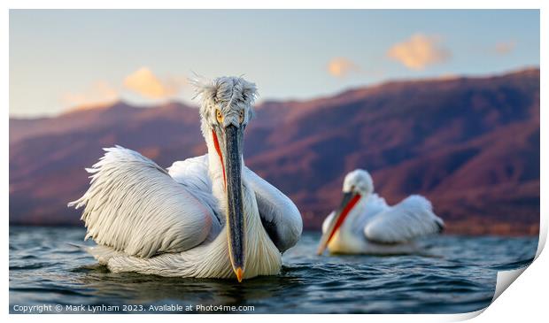 Dalmatian Pelicans in Lake Kerkini, Greece Print by Mark Lynham