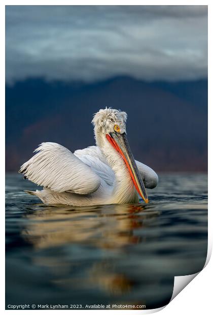 Dalmatian Pelican on Lake Kerkini in Greece Print by Mark Lynham