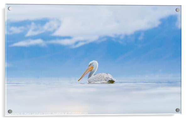 Dalmatian Pelican on Lake Kerkini in Greece Acrylic by Mark Lynham
