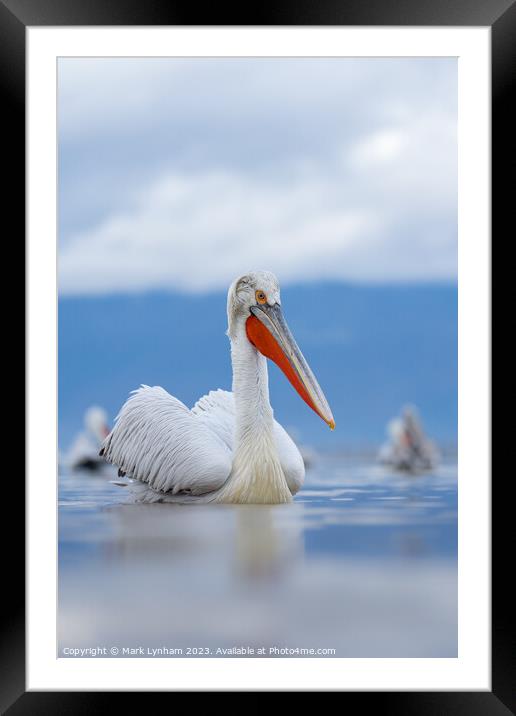 Dalmatian Pelicans on Lake Kerkini in Greece Framed Mounted Print by Mark Lynham