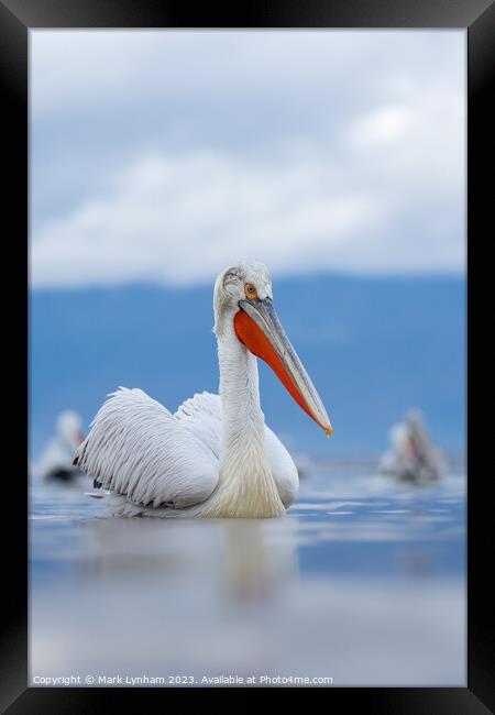 Dalmatian Pelicans on Lake Kerkini in Greece Framed Print by Mark Lynham