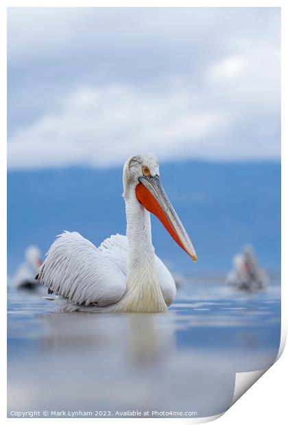 Dalmatian Pelicans on Lake Kerkini in Greece Print by Mark Lynham