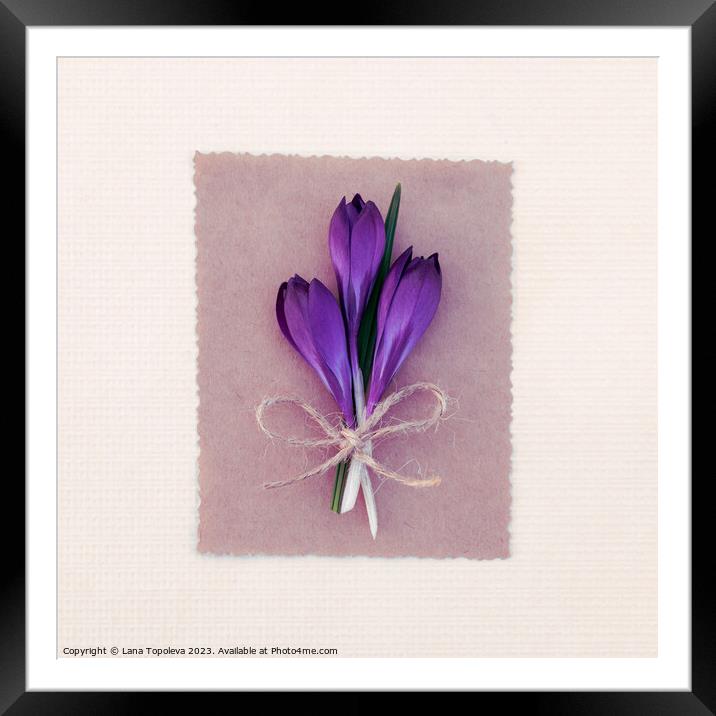 Spring card with purple crocuses  Framed Mounted Print by Lana Topoleva